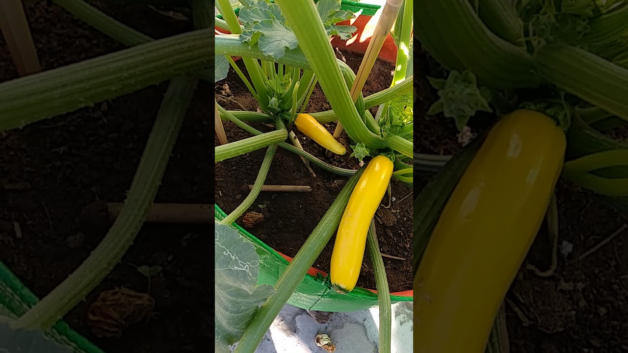 how to grow yellow zucchini 👍🏼 YouTube