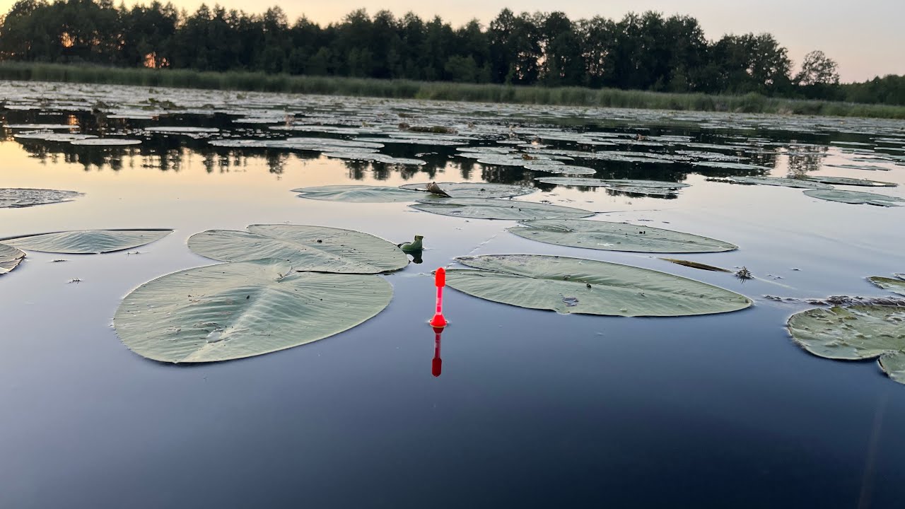 3 RZUTY - 3 LINY! | Spławik na BAGNIE!