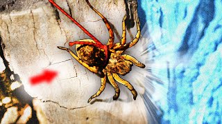 видео: Развлечения ДЕТЕЙ СССР: ЖИВОЙ ТАРАНТУЛ на ПОВОДКЕ 🕷️ картинка: Развлечения ДЕТЕЙ СССР: ЖИВОЙ ТАРАНТУЛ на ПОВОДКЕ 🕷️