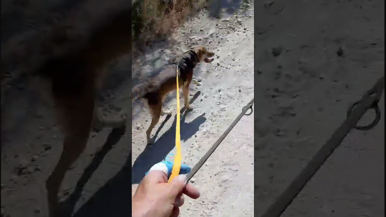 Hector und Cooper - 08.08.2024