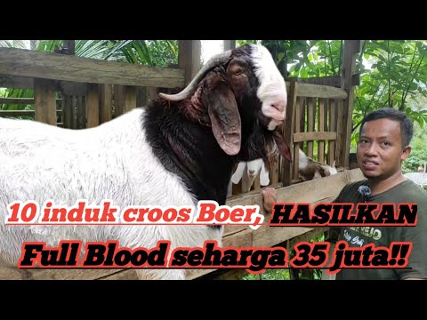 Comboran Kambing Boer