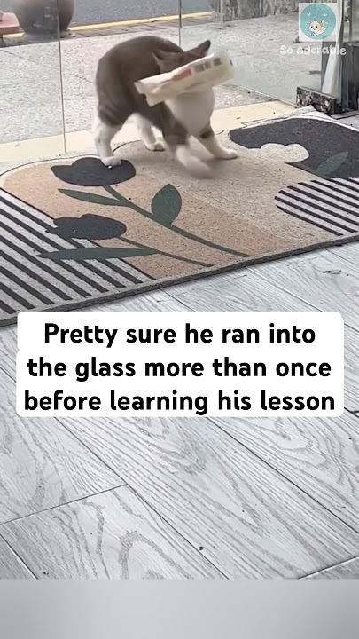 Kitty double checks for glass before coming iínide #shorts #cat #catlovers