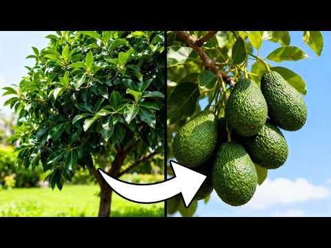 Massig Avocado-Früchte ernten statt nur Blätter – der komplette Anbau-Guide