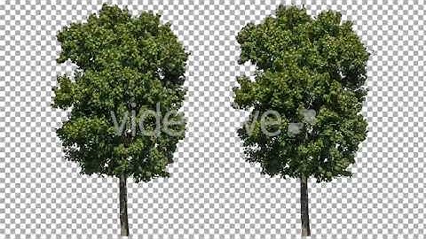 Real Tree Isolated on the Wind 11 | Stock Footage - Envato elements