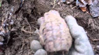 hand grenade found metal detecting in northern france ww1 or ww2 mills bomb