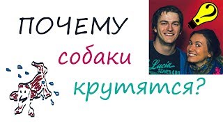 ПОЧЕМУ СОБАКА ОТРЯХИВАЕТСЯ КОГДА МОКРАЯ? Почемучка ПОЧЕМУ СОБАКА ОТРЯХИВАЕТСЯ КОГДА МОКРАЯ? Почемучка