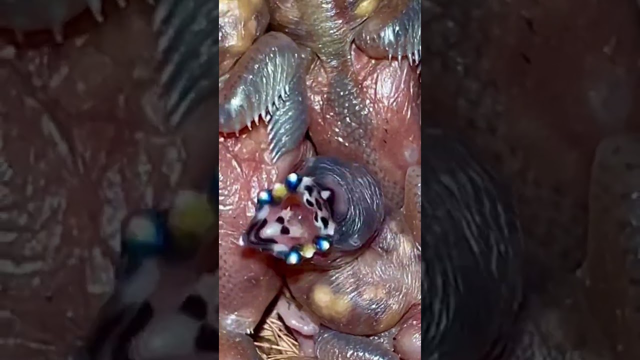 🌈🤷Gouldian Finch Chick | I simply find this fascinating 😂😅