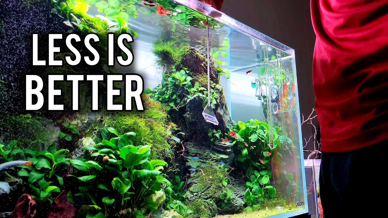Why I Stopped Cleaning My Aquarium So Much