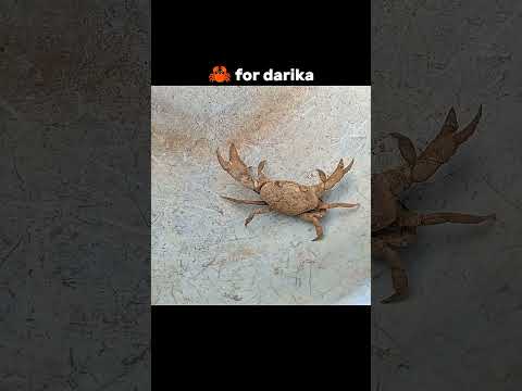 🦀 #viral #funny #comedy #explore #foreverlove #foryou #vlog