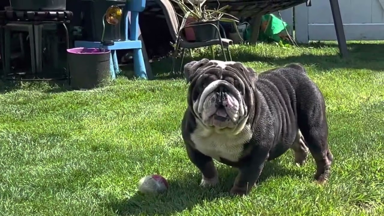 The Gospel Blue Tri AKC English Bulldog Stud @RareExoticBulldogs