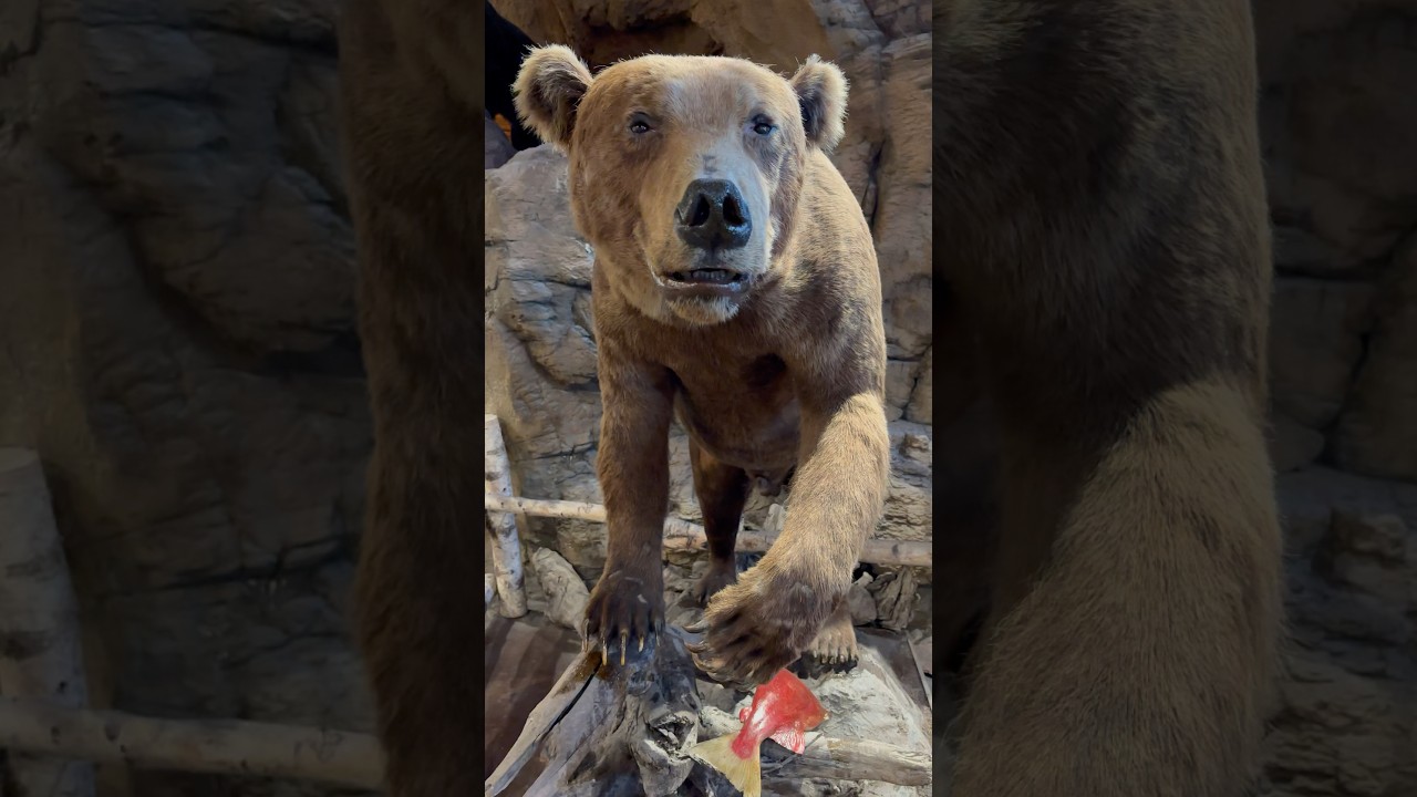 Unofficial world record grizzly bear 2006