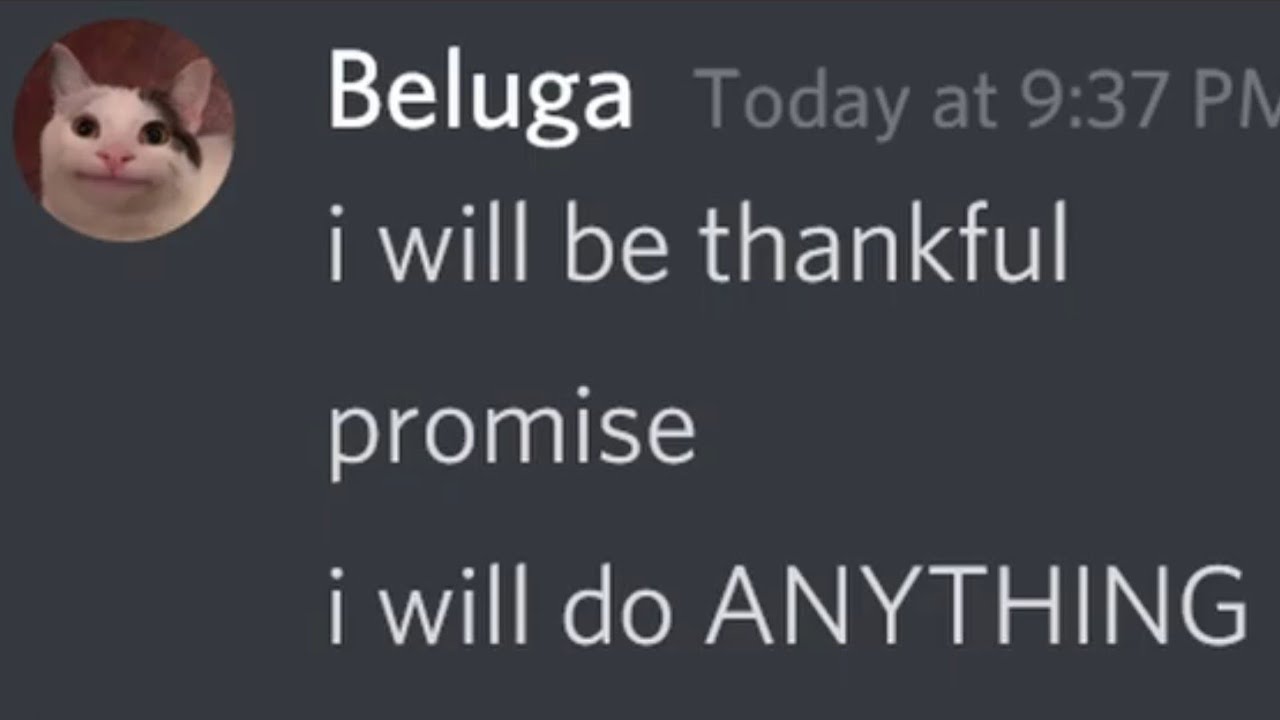 The Story of How Hecker Met Beluga | Inspired by Beluga Universe|Please contact for content removal