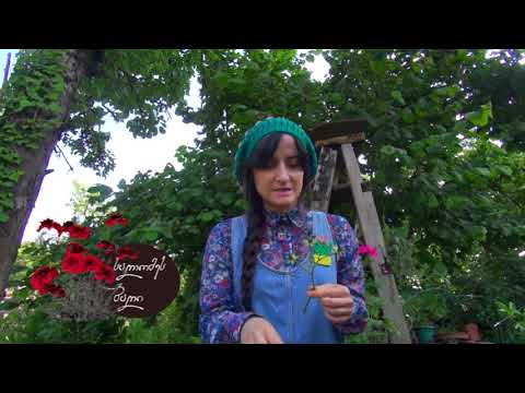 როგორ გავამრავლოთ ვარდი კალმით- პრაქტიკული რჩევები \"სალომეს ბაღი\"-სგან