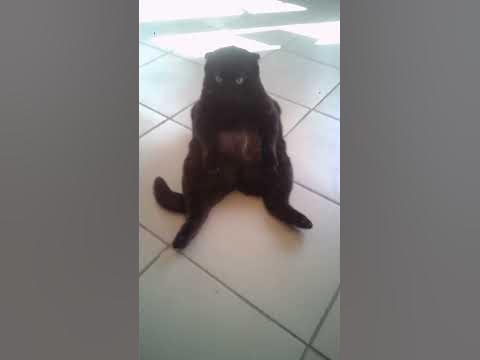 кот Яша и Белый Саша - YouTube