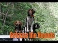 Dog Training Michigan