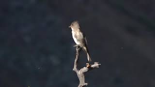 Olive-Sided Flycatcher, Lundy Canyon