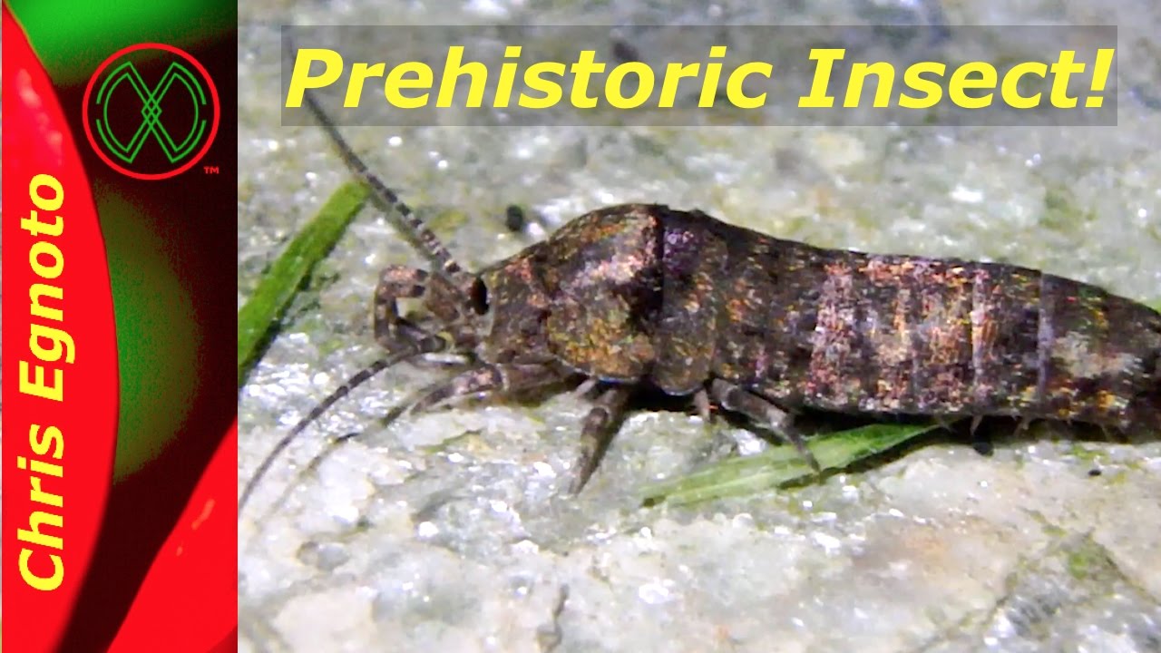 A Prehistoric insect - The Jumping Bristletail!
