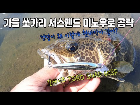 가을 쏘가리 서스펜드 <strong>미노우로</strong> 공략/ 킬베이트 토로 쉐드 60SP