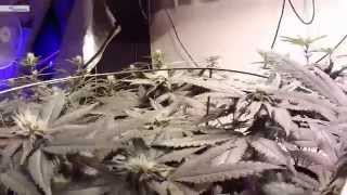 Cannabis Lady Bug Army.