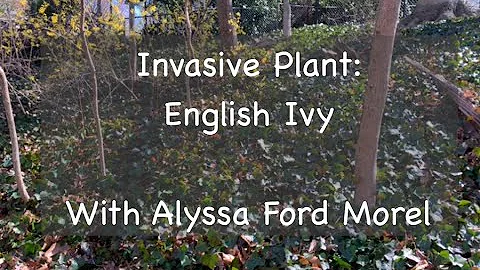 Invasive Plant: English Ivy