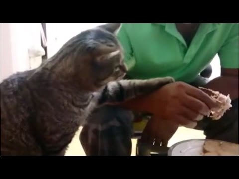 Cute cat demands food - Human Gimme Your Food!