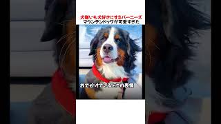 犬嫌いも犬好きにするバーニーズマウンテンドッグが可愛すぎたwwwww