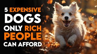 5 Expensive Dogs Only Rich People Can Afford