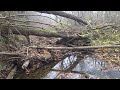 Лісова подорож по мікро річці \ підводні зйомки \