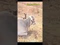 Agriculture land for sale || Double Dambar BT Road BIT || 12 Guntas #youtube #agriculture #shorts