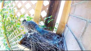 Roadrunner Nest April 11, 2024