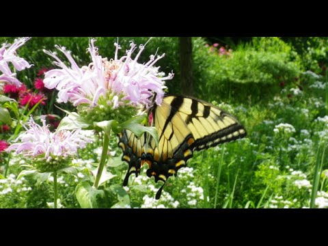 RBG Butterfly Garden (Hamilton) - Flowers that attract ...