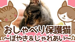 《関西弁》おしゃべり保護猫 初めてのぼやきといちゃいちゃからのサイレントバトル