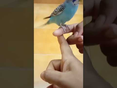 ❤️Taming love bird🐦