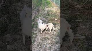 Fighting while spinning and spinning #goat #babylamb #littlelamb #cute #littlegoat #babyanimals