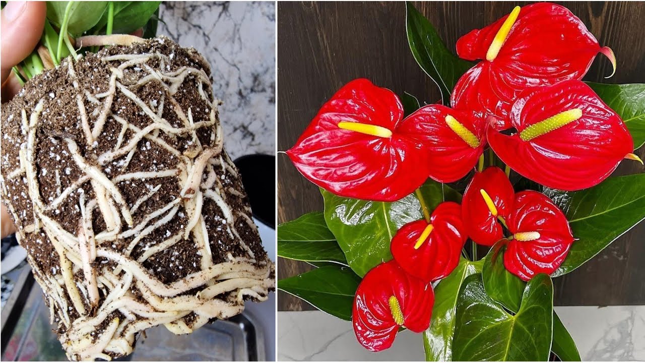 ANTURYUM çiçeğini bu şekilde YETİŞTİRİN‼️Çiçeklerniz CANLANSIN😉saksı değşimi ve toprak karşımı