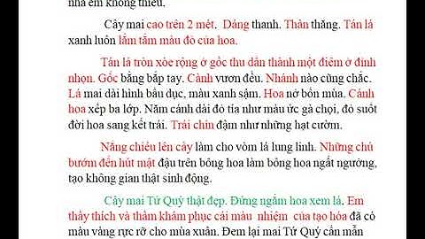 Bài văn miêu tả cây mai lớp 4 năm 2024