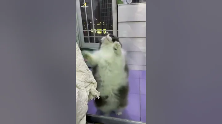 Video 11019901: cat cute dog animals, cats dogs funny animals