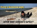 Осетр в Азовском море. Рассказываю про Азовского бычка