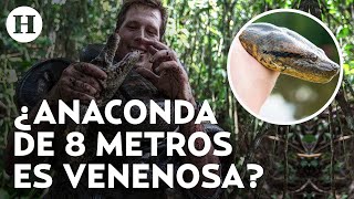 Impactante Descubren Anaconda Gigante De 200 Kilos Y 8 Metros En El Amazonas