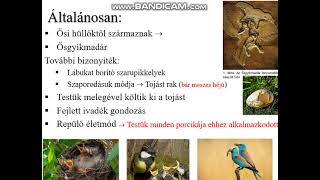 Madarak I 7 Osztály