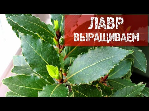 ВЫРАЩИВАЕМ ЛАВР