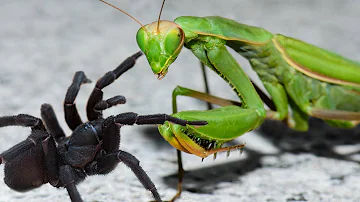 Brutal fight between Spider and Praying Mantis!