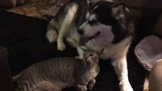 Malamute loves her pusscat. by Chris 929RR 25 views 5 years ago 1 minute, 2 seconds