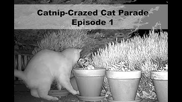 Catnip-Crazed Cat Parade Episode 1