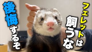 【フェレットをお迎えしようか迷っている人へ】飼わない方がいい理由【10選】