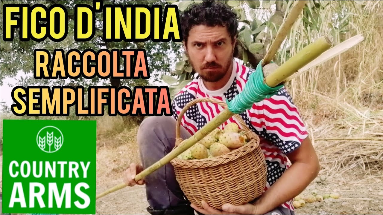 Fico d'India: la raccolta semplicificata.