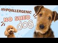 Best hypoallergenic dogs for families that dont shed