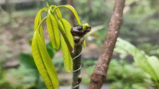Expert Advice: Achieve Success with Mango Grafting