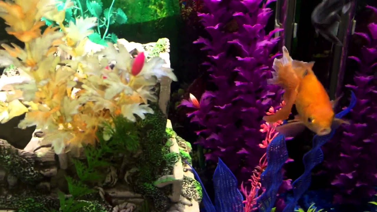 Freshwater tank running protein skimmer and other left over Reef parts