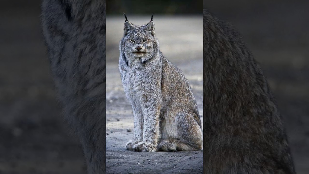 Shadow Lord of the Forest: The Mysterious World of the Lynx 